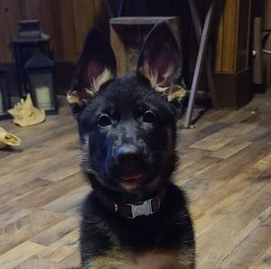 Meet your Posher, Robin